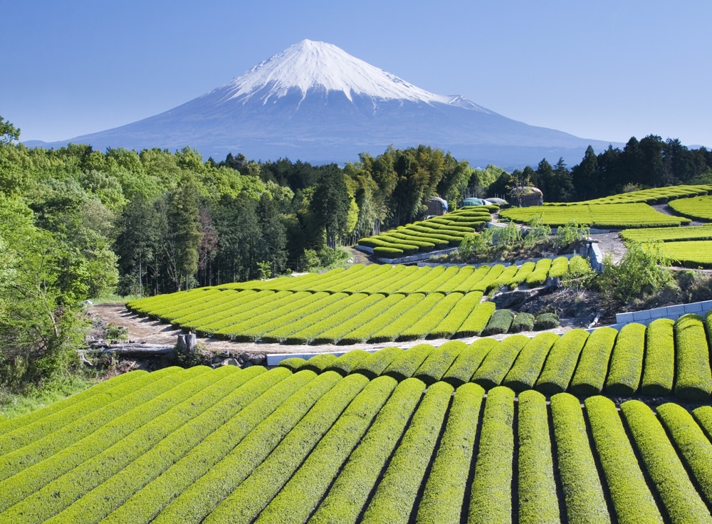 Choice dental - Green Tea oral health